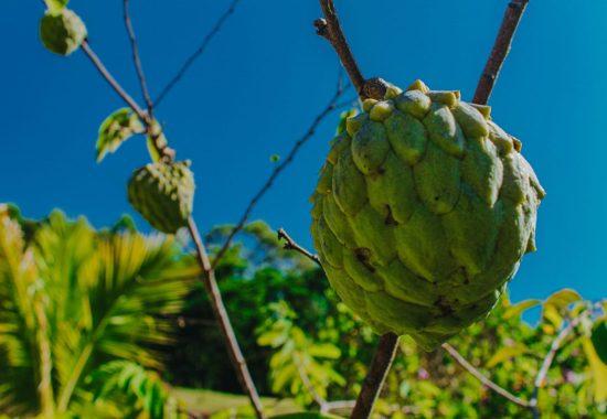 natureza-foto-07