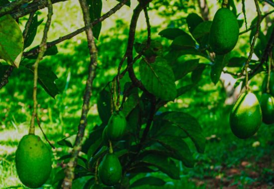 natureza-foto-09-1
